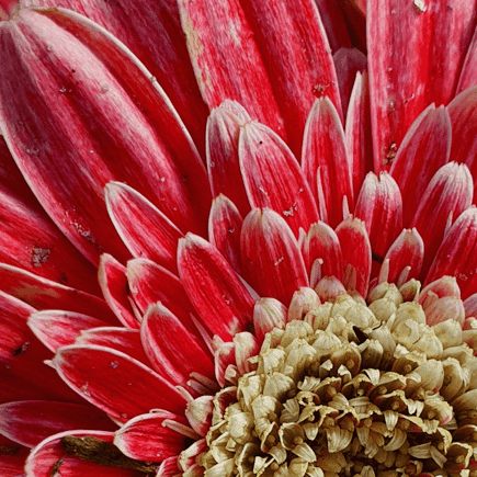 South Australia vigil flower